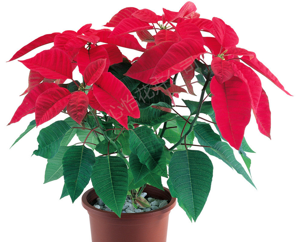 出租花卉-一品紅