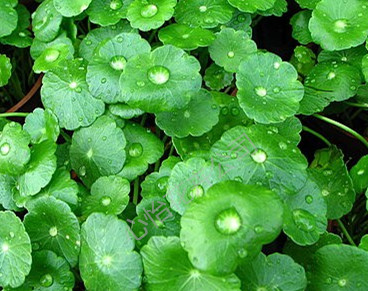 租賃綠植-銅錢草