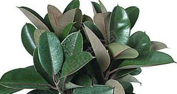 植物出租-橡皮樹