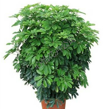 植物租賃公司-鵝掌柴