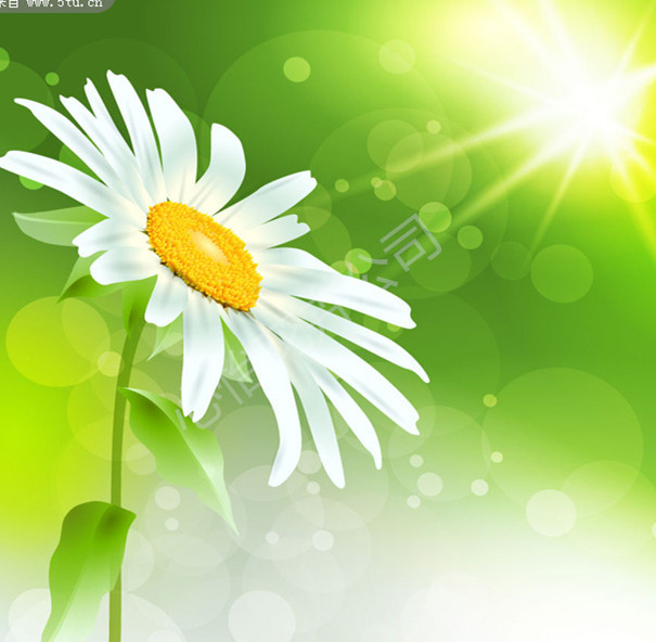 植物出租公司-植物需要光線