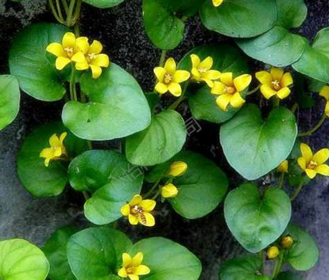 金錢(qián)草的故事