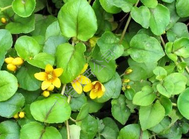 金錢(qián)草的來(lái)歷