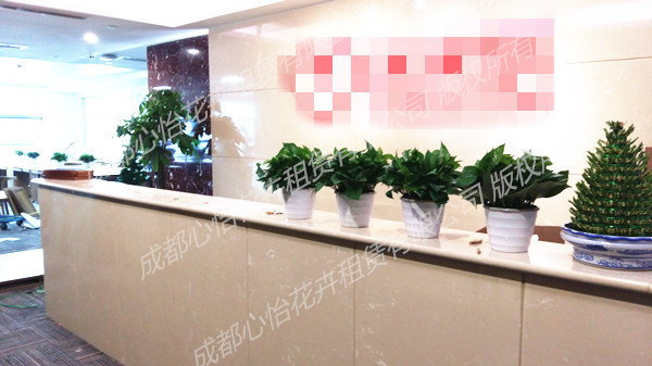 公司辦公室植物租擺