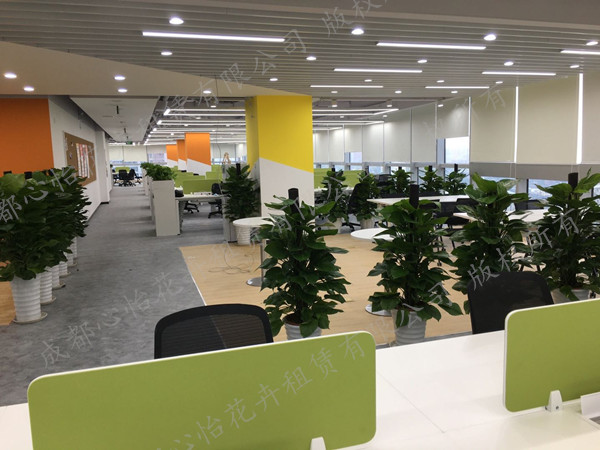 成都辦公室植物租擺