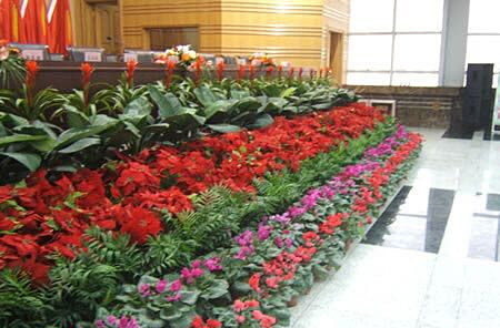 定制花卉租賃組盆造景