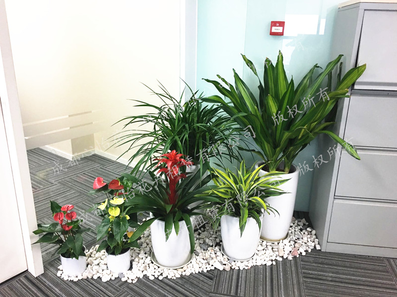 定制綠植花卉租賃組景