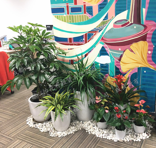 定制花卉綠植租擺組景